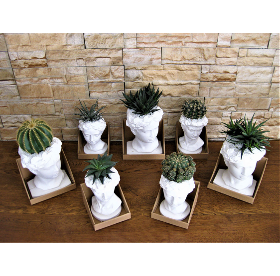 Kit 7 teste sculture con pianta grassa