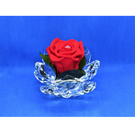 Rosa grande cristallo e rosa stabilizzata