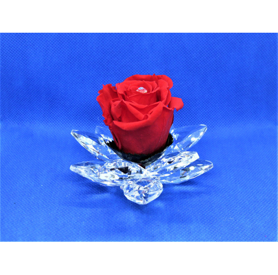 Ninfea media cristallo e rosa