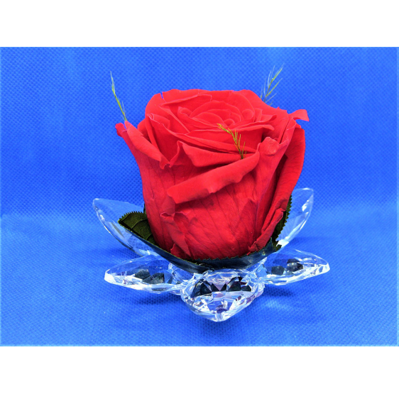 Ninfea 6 petali 2 misure