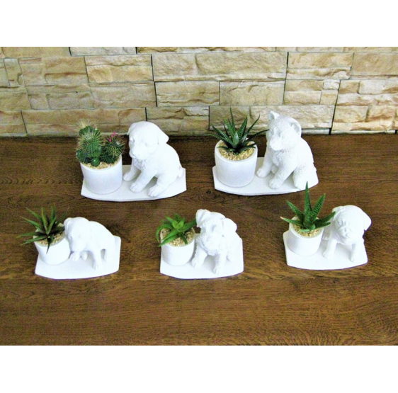 Serie 5 cani con pianta grassa