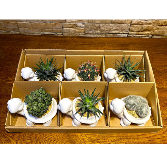 Serie 6 tartarughe con pianta grassa