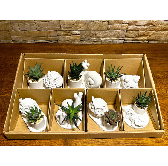 serie 7 animali portafortuna con piante grasse