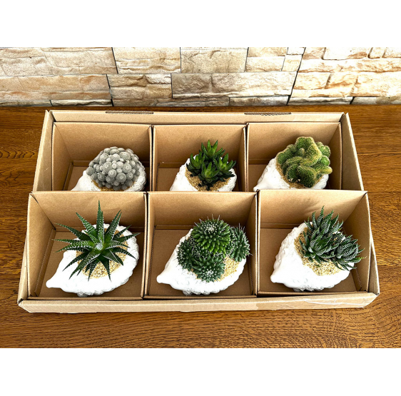 Serie 6 ricci con pianta grassa