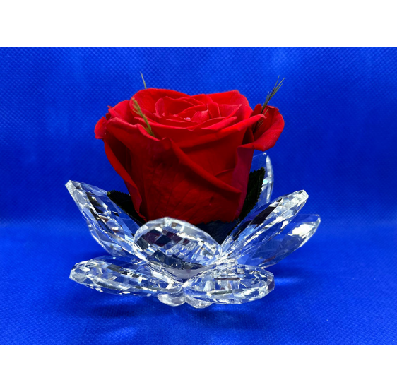 Ninfea grande cristallo e rosa