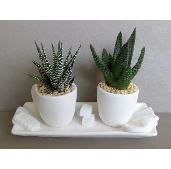 Vassoio Con 2 Tazzine E Pianta Grassa Iride